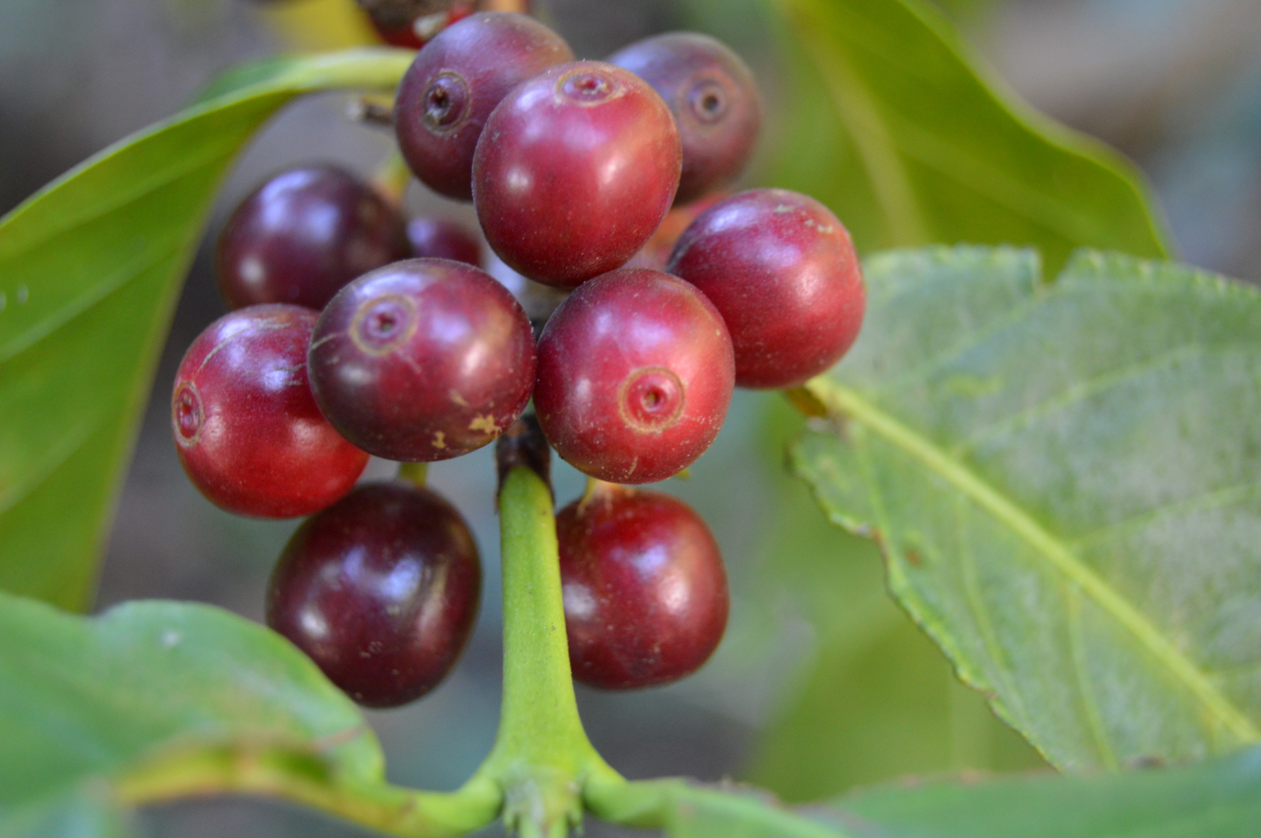 Tasting Report: Coffees of Papua New Guinea at CoffeeReview.com